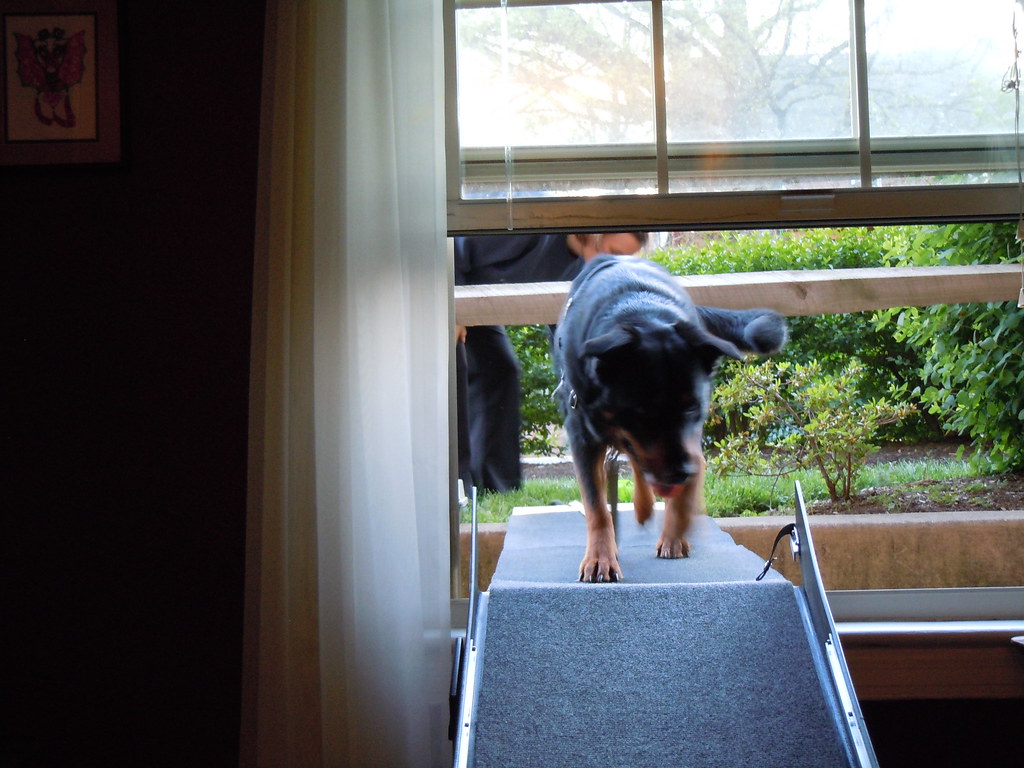 How To Build An Outdoor Dog Ramp Over Stairs?